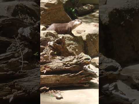 shorts 人気者　ハラパンくん　コツメカワウソ　千葉市動物公園 サムネイル