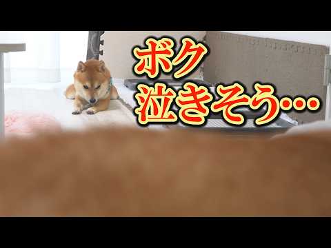 大好きな姉に無視され続け、パニックに陥る弟柴犬・・・