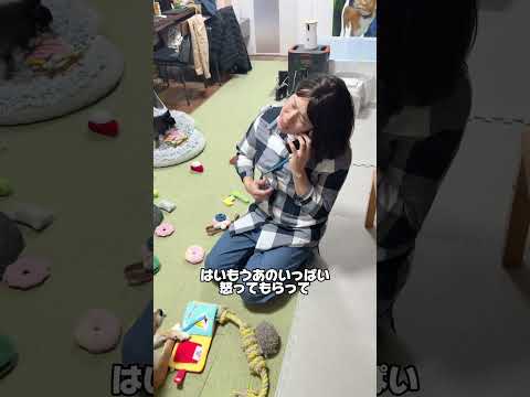 言うことを聞かない子供の対処法w 柴犬 チワワ shorts サムネイル