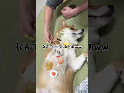 なぜこの状況で寝れるんwww 柴犬 shorts サムネイル