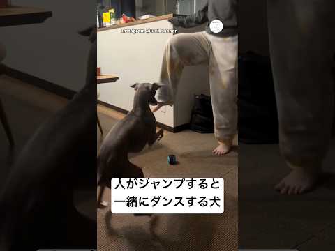 人と一緒にダンスする犬🐶　イタグレ 犬　面白い　犬のいる暮らし かわいい犬 サムネイル