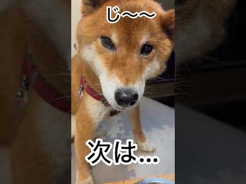 ’26.9.4 力丸は…目で語る… 柴犬 柴犬のいる暮らし 柴犬の日常 shibainu カメラ目線 食べる犬 力丸