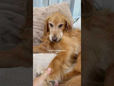 coming home to my golden retriever🥵 goldenretreiver dog ind… サムネイル