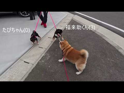 2026年5月14日(木) 【靴下サイズのお友達】可愛い妹ができました！と得意げに報告してくれる福来助くん【小豆柴】