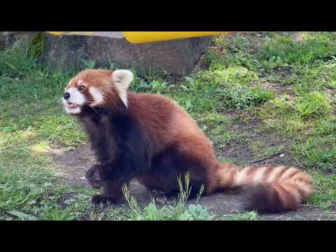 円実ちゃん 筒の中のおリンゴも おてのもの♪  レッサーパンダ　大森山動物園にて　2026年4月29日