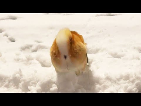 跳び箱をする柴犬 サムネイル