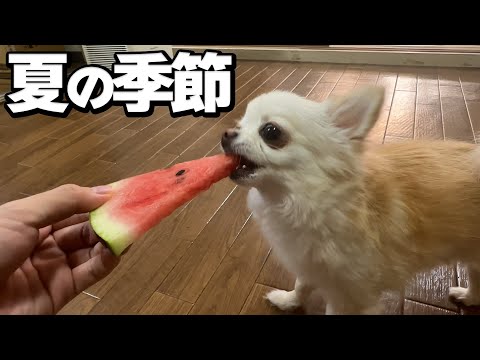 スイカを前に興奮が隠せないチワワちゃん！こんな動き見たことありません… サムネイル