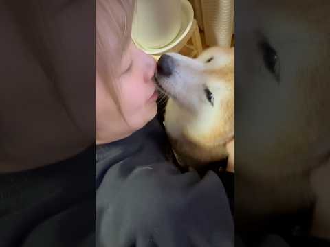 柴犬福 メンヘラ姉のメンタル管理する柴犬🤣Sis and Shiba🤣姉と柴 shorts japanesedog 柴… サムネイル