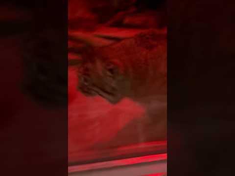 shorts 元気なナイマくん　マヌルネコ　上野動物園　2026年2月6日 サムネイル