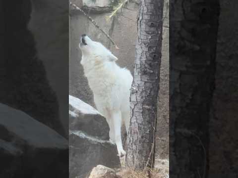 shorts 閉園時間前 遠吠えしながら前進する燦那ちゃん　  ホッキョクオオカミ　那須どうぶつ王国にて　2026年1… サムネイル