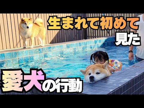 プール付き高級ヴィラで、まるで３歳児のように浮かれ楽しむ柴犬 サムネイル