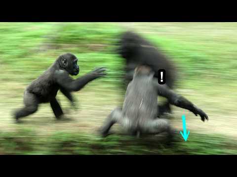 Gorilla Jabali, Ringo play wrestling game at the whole fiel… サムネイル