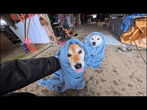 巻かれ柴 サムネイル