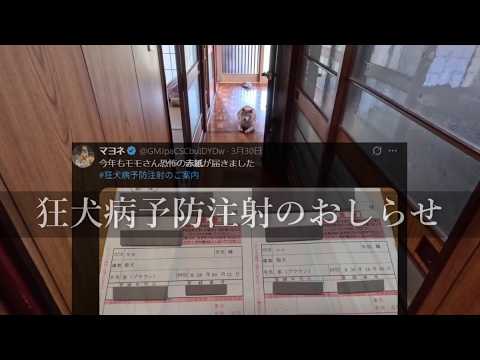 2026年5月9日(土) 怪しまれずに動物病院へ連れて行く方法(など無い)【お注射に行こう】 サムネイル