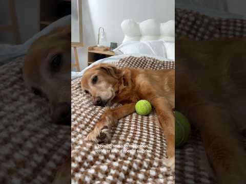 coming home to my golden retriever🥵goldenretreivers dog pup… サムネイル