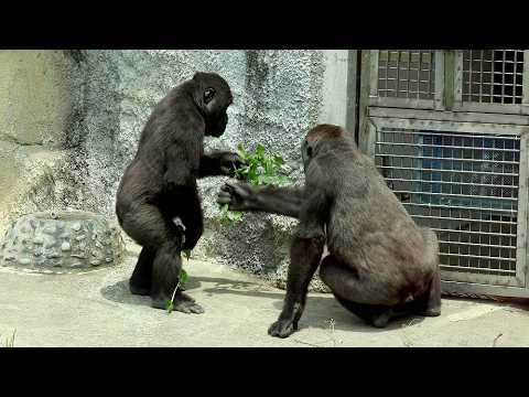 金剛猩猩Jabali's lucky day,Gorilla Ringo神助功Jabali被推一下,拿到餅乾,D'je… サムネイル