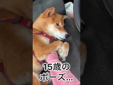 ’26.8.5 力丸も15歳になりました♪happy birthday！ 柴犬 柴犬のいる暮らし shibainu 柴… サムネイル