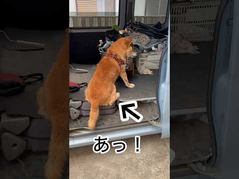 ’26.5.27 力丸を改名？ 柴犬 shibainu 柴犬のいる暮らし 柴犬の日常 車中泊犬 遊ぶ犬 力丸 サムネイル