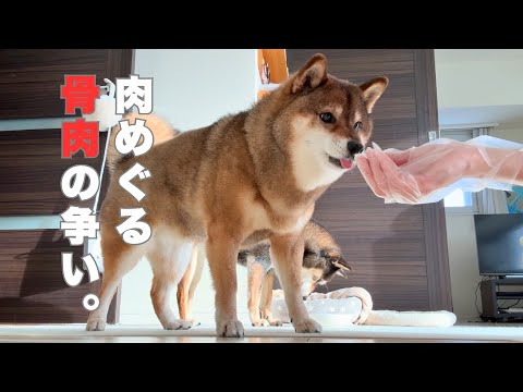お肉をめぐって今日も白熱する柴犬🐕と飼い主・・・ サムネイル