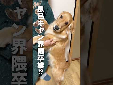 お風呂が苦手なゴールデンレトリバー...【ボーダーコリー】shorts サムネイル