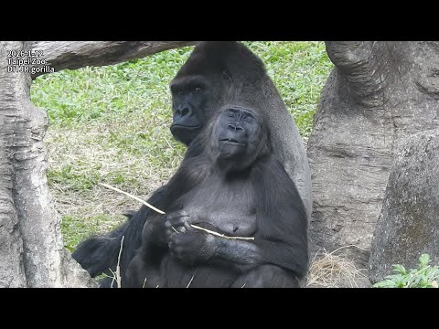 little gorilla Ringo扶mom iriki背走.喝奶.跟Jabali 追逐/Iriki坐D'jeec… サムネイル