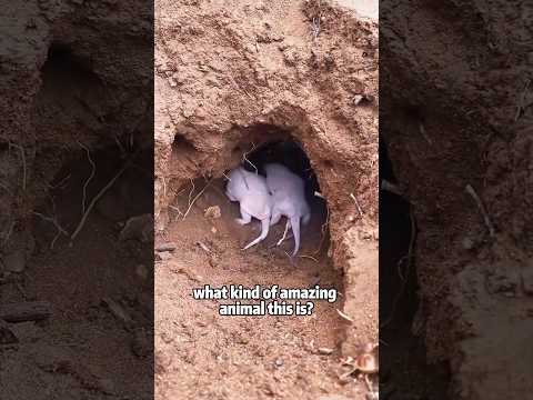 Man digs two cute baby animals out of a dirt hole animals l… サムネイル