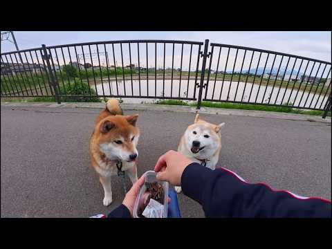 5月の自然いっぱいなほのぼの映像が発掘されましたのでどうぞ。