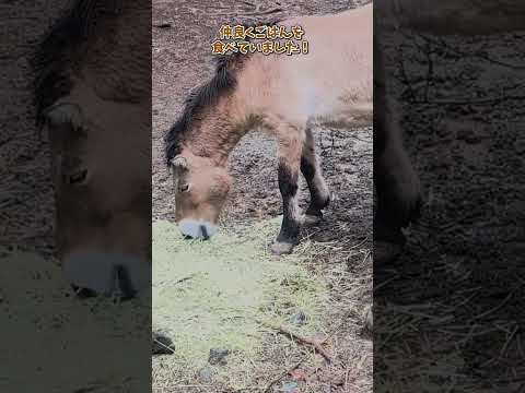 【よこはま動物園ズーラシア】モウコノウマ🐴🐴　shorts サムネイル