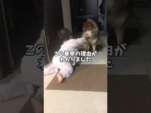 赤ちゃんの張り手の理由が判明？ サムネイル