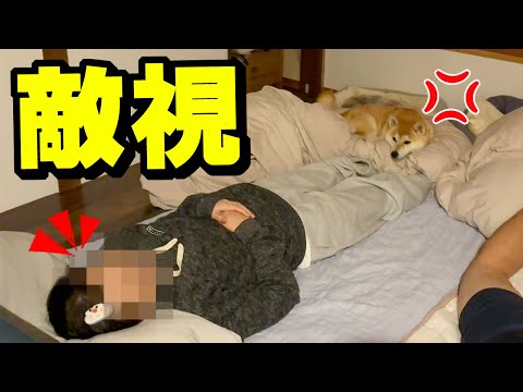 兄の彼女が柴犬にキレられ悲惨な状況に…今後の兄と彼女について寂しいお知らせ サムネイル