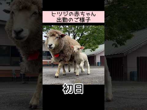 ヒツジの赤ちゃん、出勤のご様子 東武動物公園 動物 癒し かわいい 赤ちゃん ヒツジ 出勤 サムネイル
