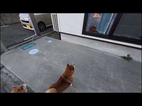 サッシ越しに見つめ合う ふうた君🐱とココさん🍞