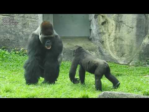 little gorilla Ringo打擾aunt Tayari被拖拉到媽Iriki旁/Ringo跳搥胸.追dad拍…