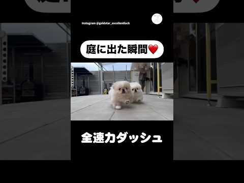 庭に出た瞬間、全速力ダッシュ　ペキニーズ　犬　かわいい　犬のいる暮らし かわいい犬 サムネイル