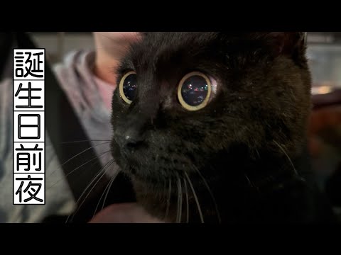 11歳になる猫とロマンティック・ドライブ　A Romantic Night Drive with Fireworks サムネイル