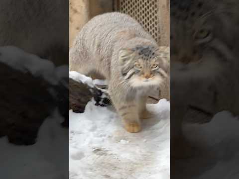 shorts ナゴムくん　スタスタっと❣️ マヌルネコ　那須どうぶつ王国　2026年2月1日