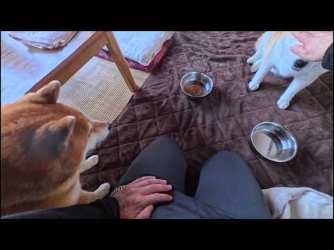 モモさんのご飯は狙われている