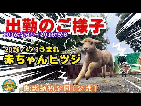 赤ちゃんヒツジ 出勤のご様子 2026/4/26～5/8〔東武動物公園　公式YouTubeチャンネル〕