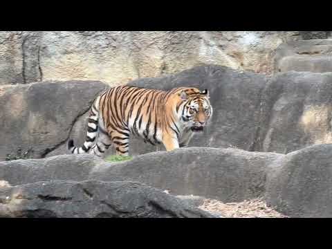 ローラーさんもソーンさんもバックヤード戻っちゃったら、娘のサーシャちゃん再登場〜🤭　アムールトラ　浜松市動物園にて　2… サムネイル