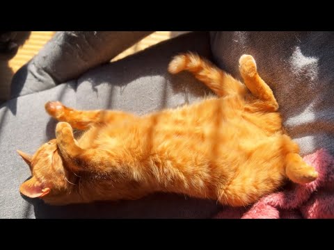 弟妹には内緒でゴロゴロする照れ屋な黒猫　Enjoying a Lazy Day