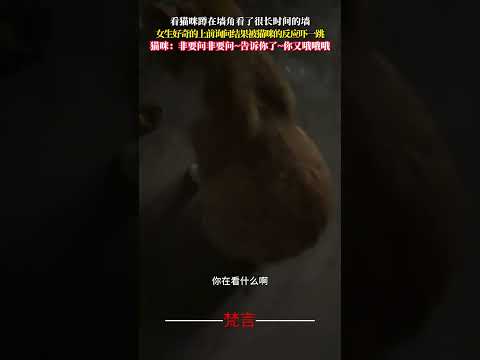 看貓咪蹲在牆角看了很久的牆 女生好奇的上前詢問結果被貓咪的反應嚇一跳 貓 意外 有趣 萬萬沒想到 cat amazin… サムネイル