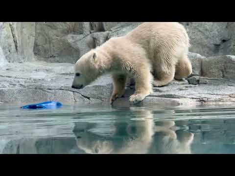 あぁ〜青いの落ちちゃったねぇ〜モモ太くん　  ホッキョクグマの仔　男鹿水族館GAOにて　2026年5月22日 サムネイル