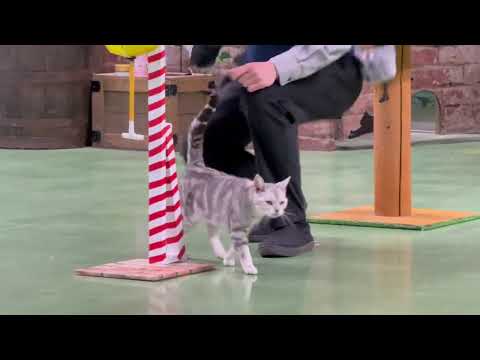 ヒマワリちゃんのまたニャ🌻 なかなか見れない猫によるショー ザ・キャッツ(午前)    那須どうぶつ王国にて　2026… サムネイル