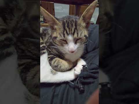 旅行で減ったけど今日のキビ。体重1630g cat kitten 猫 子猫 仔猫 子猫の体重 ibukikohaku…