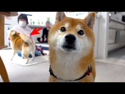 6日ぶりに柴犬と再会したお袋、涙が止まらない結末に。。 サムネイル
