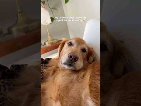 coming home to my golden retriever🥵goldenretriever goldenpu… サムネイル