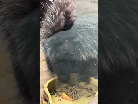 shorts カナダヤマアラシさん　にんじん🥕を貰ったよ❣️ 那須どうぶつ王国　IMG 0093 サムネイル