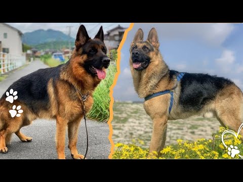 Which Is Better American or European German Shepherds サムネイル