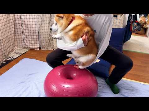犬用筋トレバランスボールにビビり散らかし、トレーニングというよりただジタバタするだけの柴犬