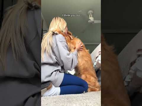 coming home to my golden retriever❤️india retreiver dog pup… サムネイル